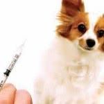 Vacina e calendário de vacinação de cachorros