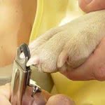 Como cortar unhas de cachorros
